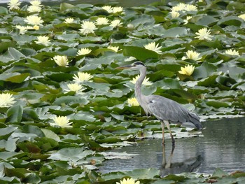 Grey Heron Nagai Botanical Garden Thu, 8/17/2017