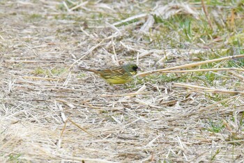 Masked Bunting 多摩川関戸橋付近 Sun, 1/30/2022