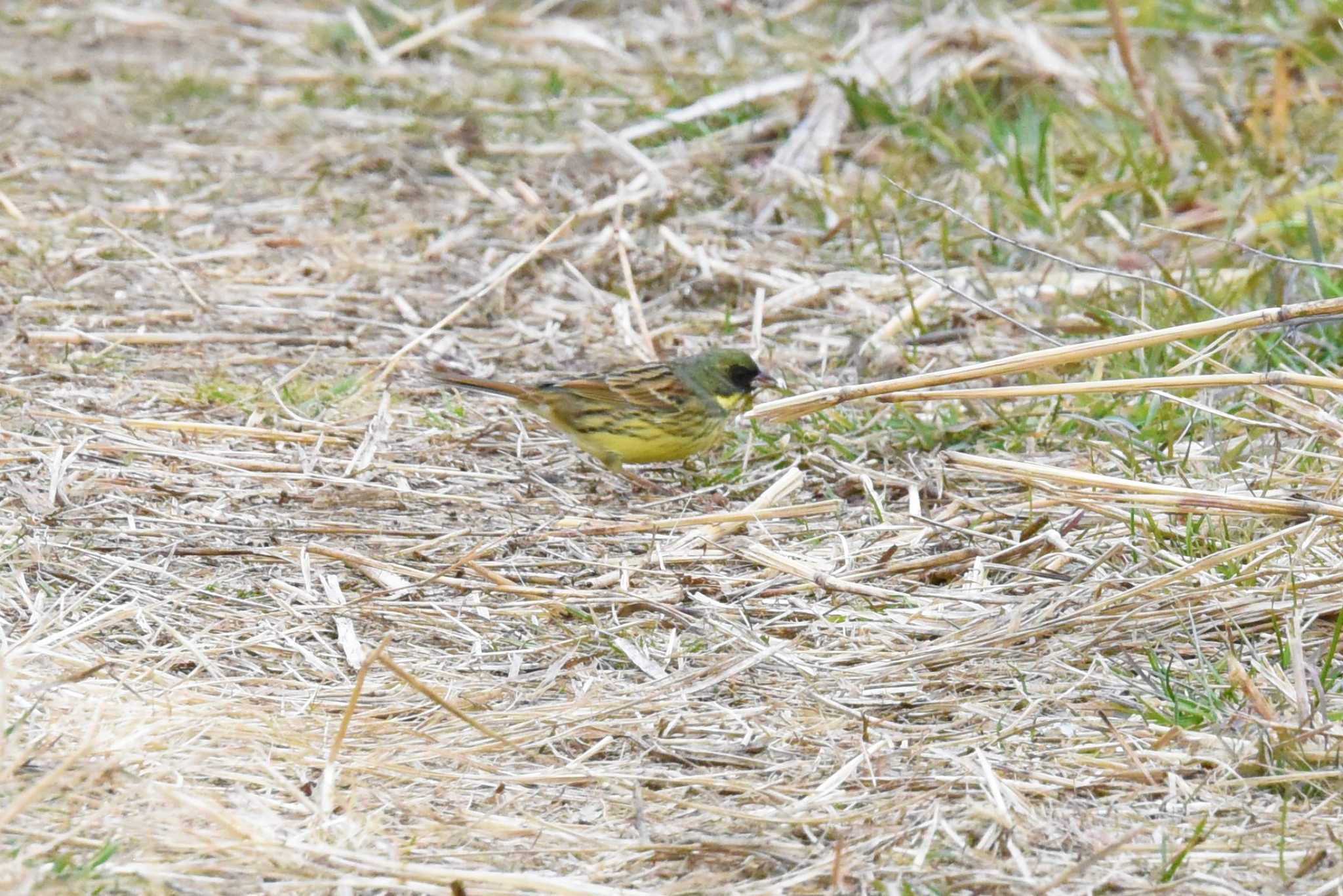 Masked Bunting