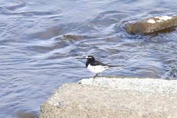 Japanese Wagtail 多摩川関戸橋付近 Sun, 1/30/2022