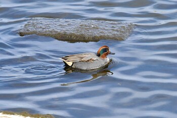 Eurasian Teal 多摩川関戸橋付近 Sun, 1/30/2022