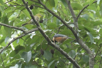 Thu, 8/17/2017 Birding report at Mie-ken Ueno Forest Park