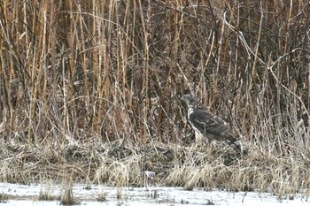 Sun, 1/30/2022 Birding report at 河北潟