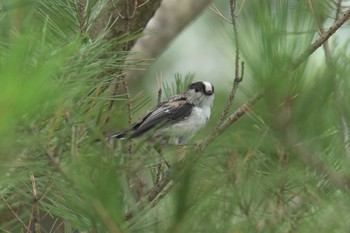 エナガ 三重県上野森林公園 2017年8月17日(木)