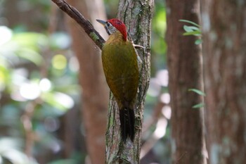 2022年1月29日(土) Pasir Ris Park (Singapore)の野鳥観察記録