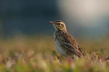 Sun, 1/30/2022 Birding report at Marina East Drive