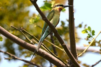 Sun, 1/30/2022 Birding report at Garden by the Bay East, Singapore