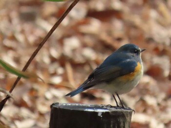 2022年1月30日(日) 都立狭山公園の野鳥観察記録