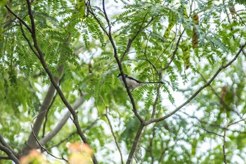 エナガ 馬見丘陵公園 2017年8月16日(水)