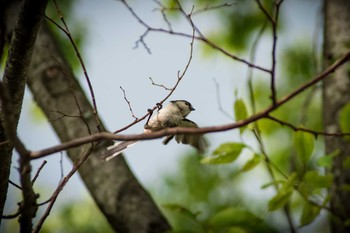 Long-tailed Tit 馬見丘陵公園 Wed, 8/16/2017