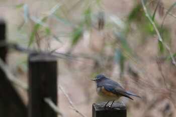 ルリビタキ 小山田緑地公園 2022年1月30日(日)