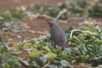 Sun, 1/30/2022 Birding report at 小山田緑地公園