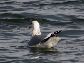 Vega Gull 多摩川 Sun, 1/30/2022