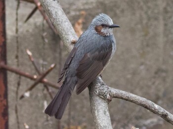 Brown-eared Bulbul 多摩川 Sun, 1/30/2022