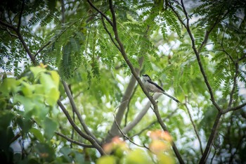 Long-tailed Tit 馬見丘陵公園 Wed, 8/16/2017