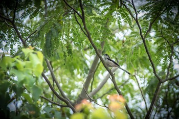 エナガ 馬見丘陵公園 2017年8月16日(水)