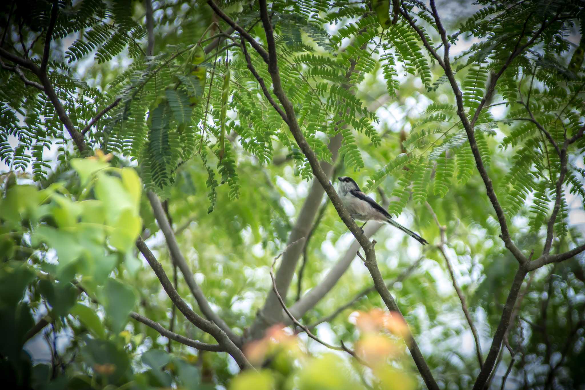 馬見丘陵公園 エナガの写真 by tatsuya