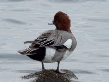 Eurasian Wigeon 多摩川 Sun, 1/30/2022