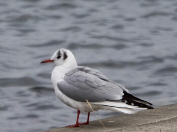 Black-headed Gull 多摩川 Sun, 1/30/2022