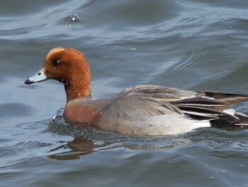 Eurasian Wigeon 多摩川 Sun, 1/30/2022