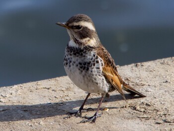 Dusky Thrush 多摩川 Sun, 1/30/2022