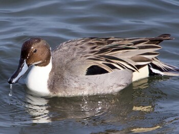 Northern Pintail 多摩川 Sun, 1/30/2022