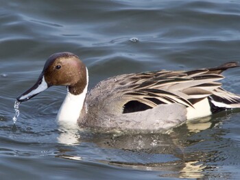 Northern Pintail 多摩川 Sun, 1/30/2022