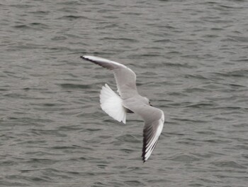 Black-headed Gull 多摩川 Sun, 1/30/2022