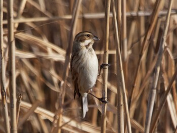 Common Reed Bunting 多摩川 Sun, 1/30/2022