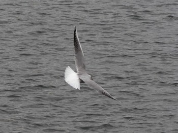 Black-headed Gull 多摩川 Sun, 1/30/2022