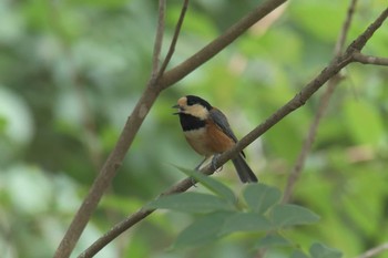 ヤマガラ 三重県上野森林公園 2017年8月17日(木)