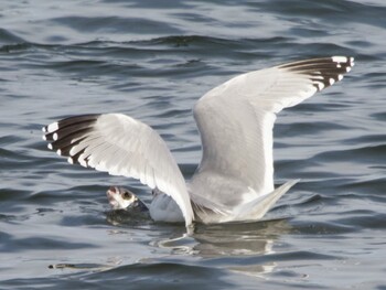 2022年1月30日(日) 多摩川の野鳥観察記録