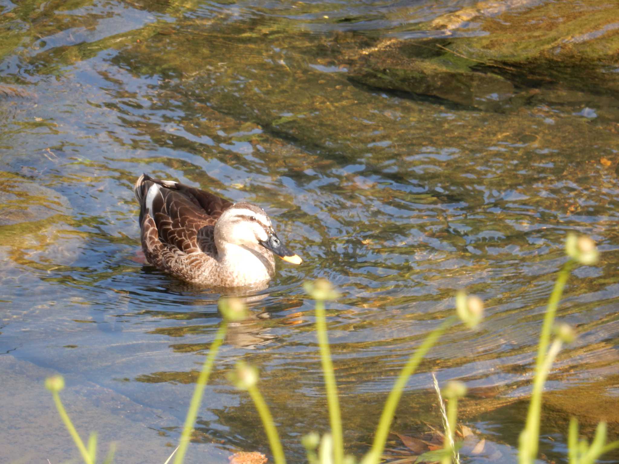 Photo of Eastern Spot-billed Duck at 八王子市松木。大栗川 by morinokotori