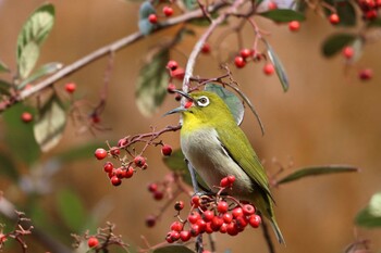 Warbling White-eye 北山緑化植物園(西宮市) Sun, 1/30/2022