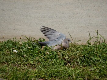 Oriental Turtle Dove 哲学堂公園 Tue, 5/4/2021