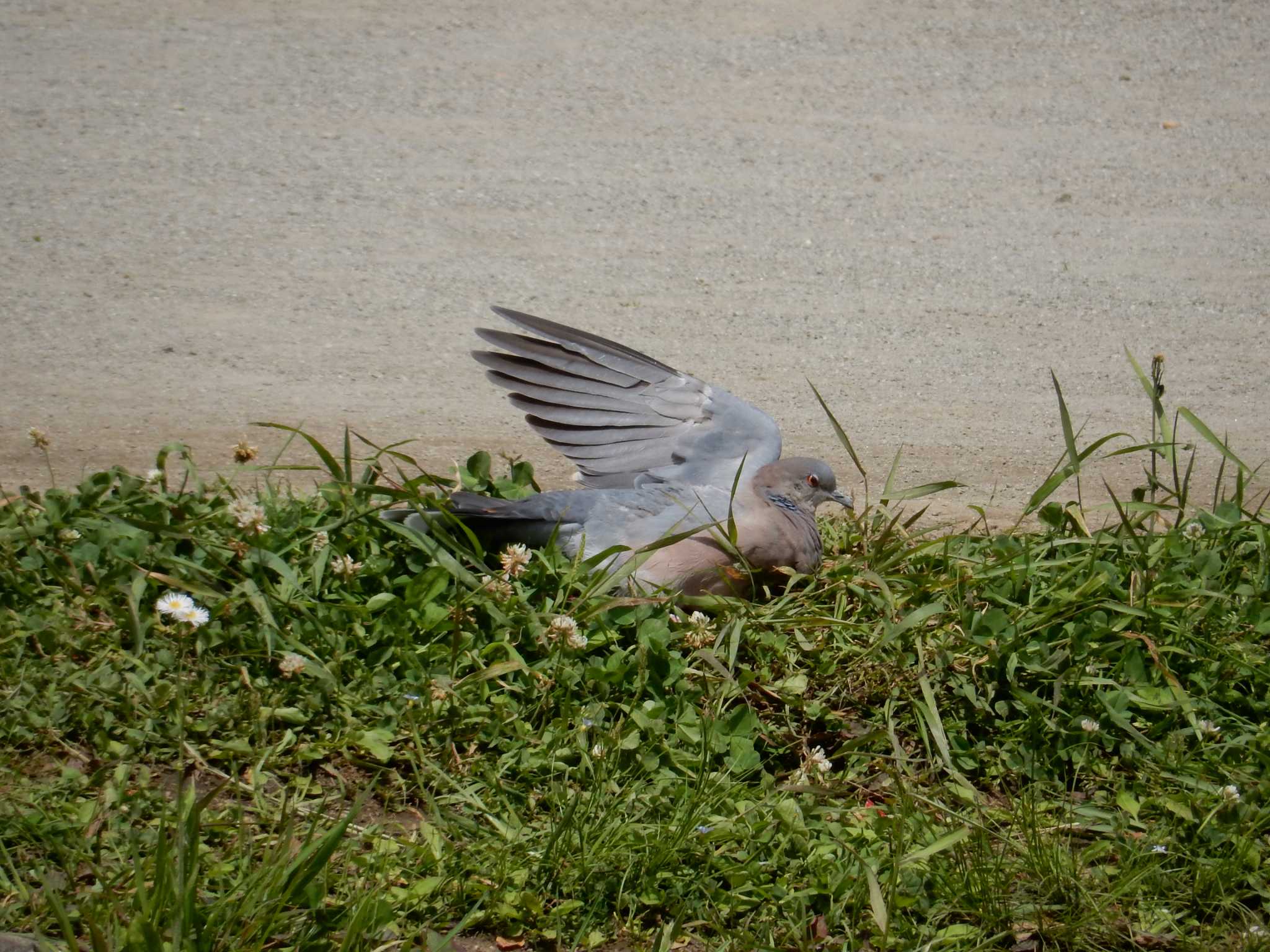 Photo of Oriental Turtle Dove at 哲学堂公園 by morinokotori