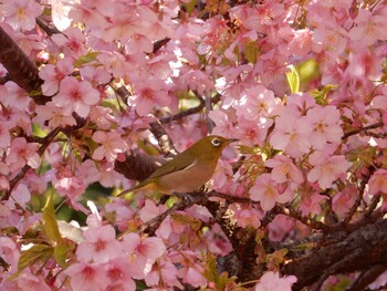 Warbling White-eye 新井薬師 Sun, 2/28/2021