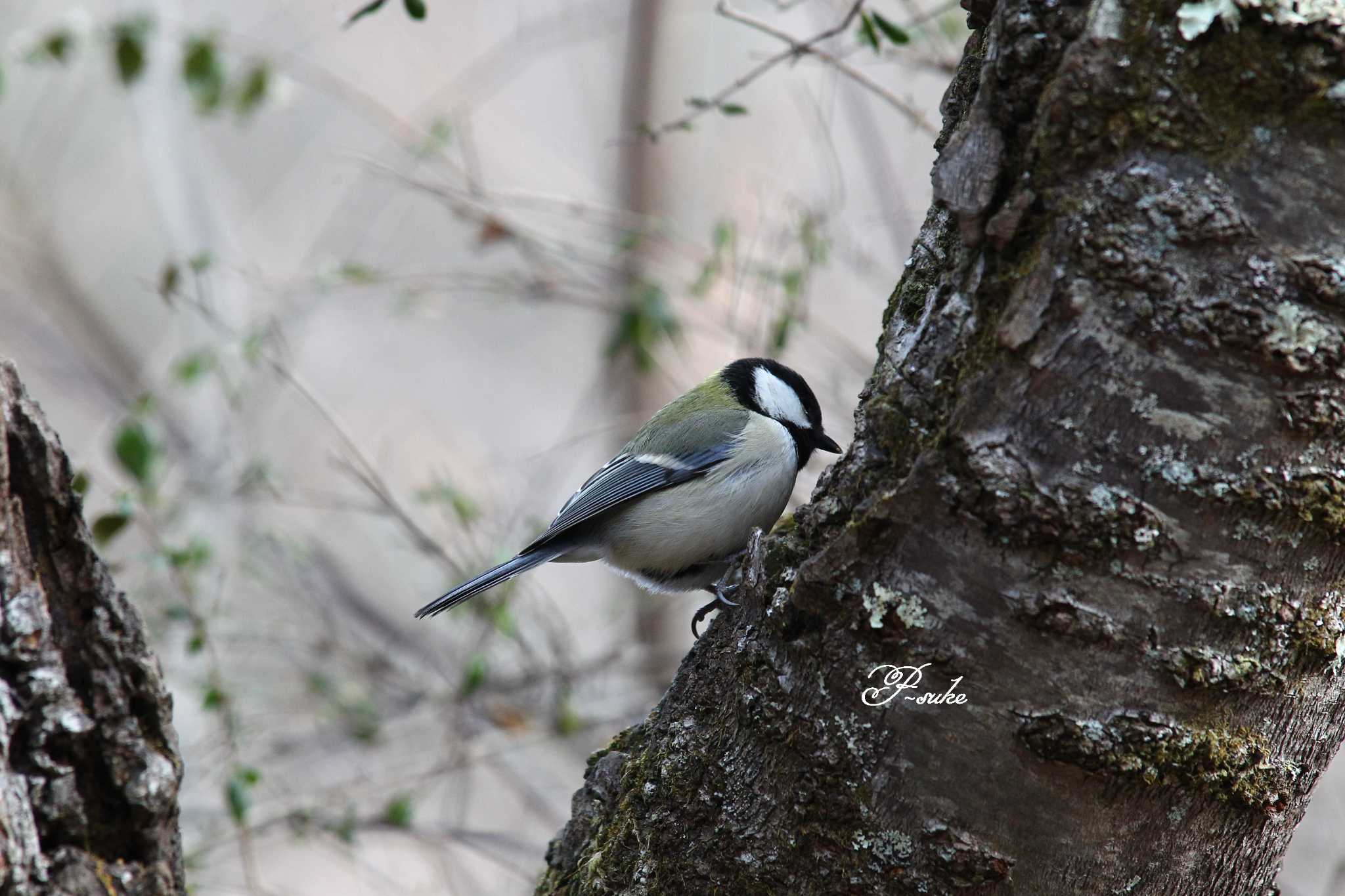 Photo of Japanese Tit at Saitama Prefecture Forest Park by ピースケ