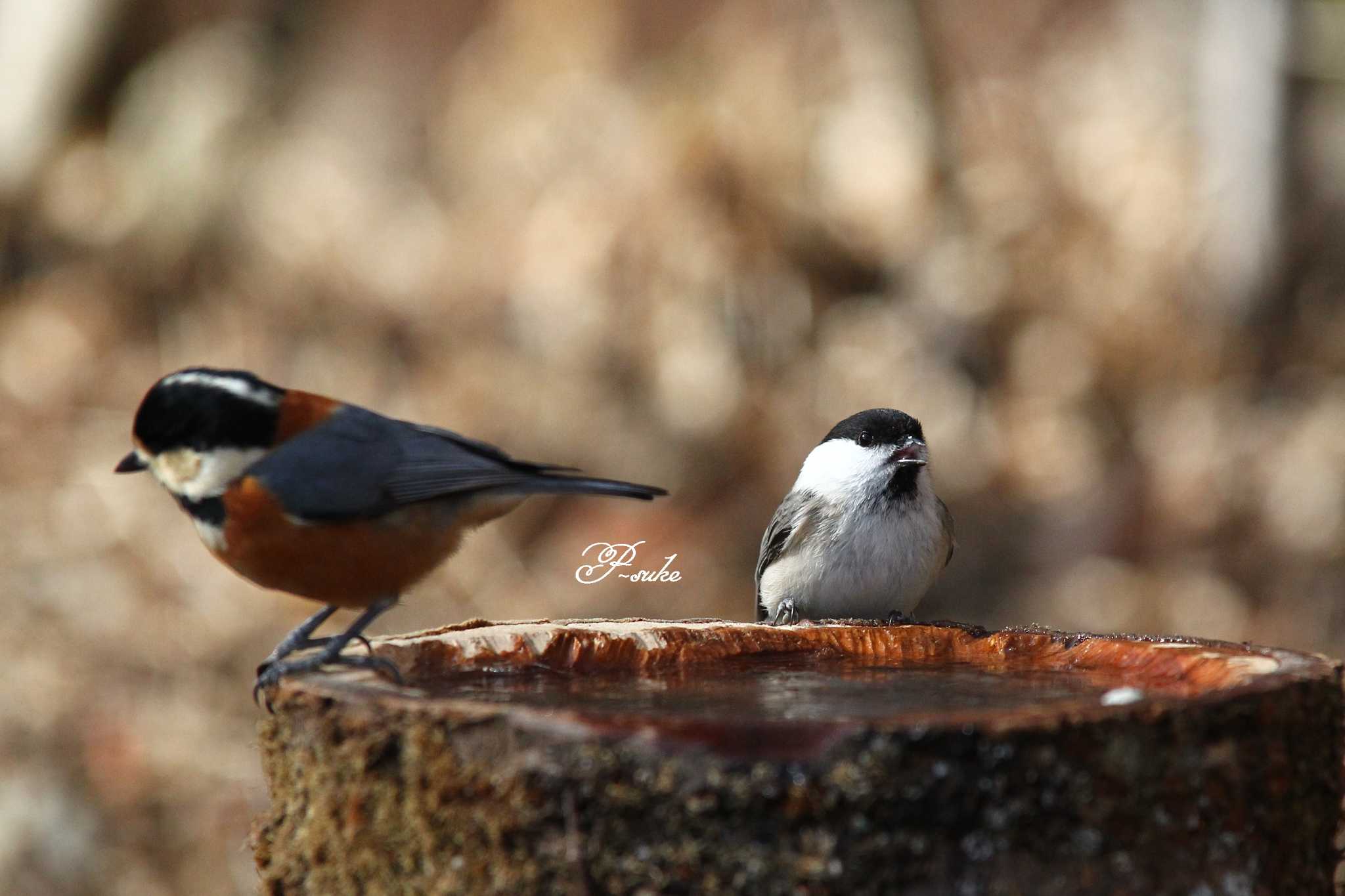 Photo of Willow Tit at Saitama Prefecture Forest Park by ピースケ