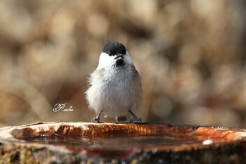 Willow Tit Saitama Prefecture Forest Park Sat, 1/29/2022