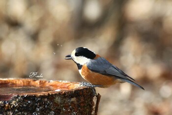 Varied Tit Saitama Prefecture Forest Park Sat, 1/29/2022