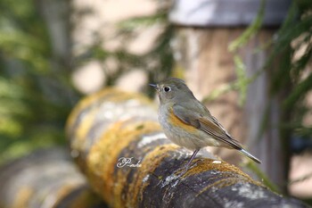 Red-flanked Bluetail Saitama Prefecture Forest Park Sat, 1/29/2022