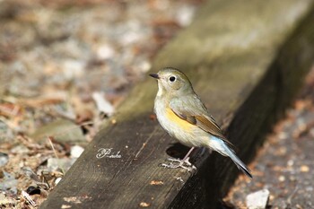 Red-flanked Bluetail Saitama Prefecture Forest Park Sat, 1/29/2022