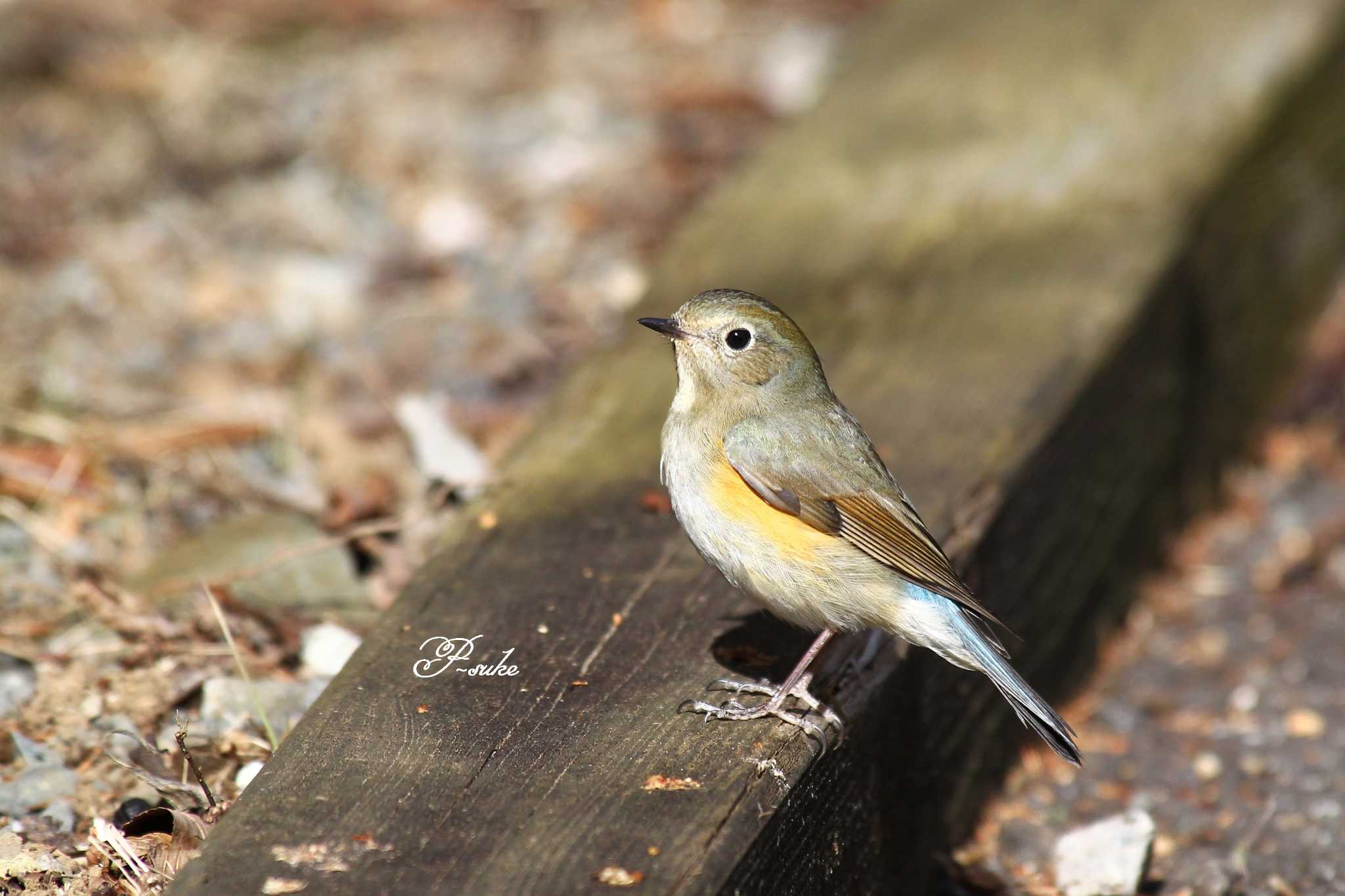 Photo of Red-flanked Bluetail at Saitama Prefecture Forest Park by ピースケ