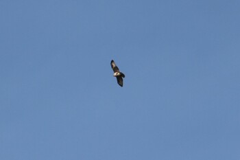 Eastern Buzzard 函南町 Sat, 1/29/2022