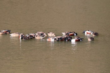 Northern Shoveler 函南町 Sat, 1/29/2022