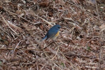 Red-flanked Bluetail 函南町 Sat, 1/29/2022