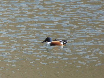 Northern Shoveler 函南町 Sat, 1/29/2022