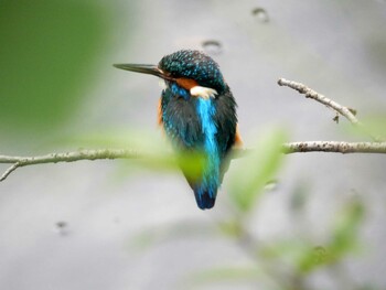 2021年6月2日(水) 哲学堂公園の野鳥観察記録