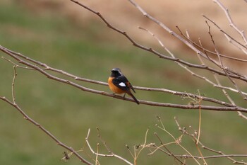 Daurian Redstart 函南町 Sun, 1/30/2022